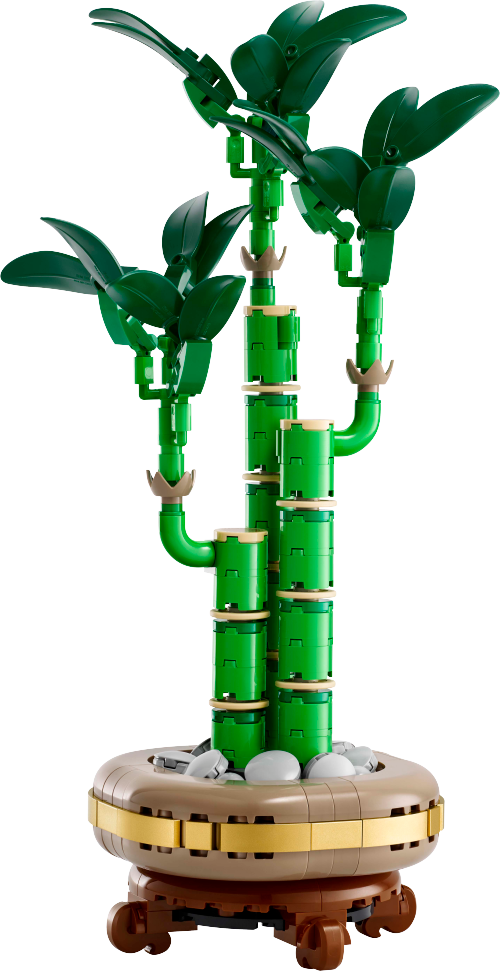 Lucky Bamboo Sets