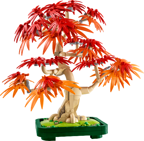 Japanese Red Maple Bonsai Tree Sets