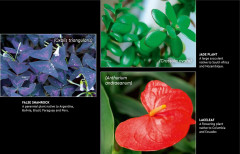 LEGO 10329 instructions page 7 – build guide