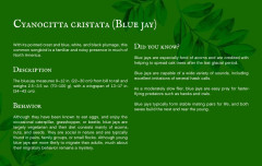 LEGO 21301 instructions page 4 – build guide