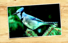 LEGO 21301 instructions page 9 – build guide