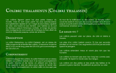 LEGO 21301 instructions page 8 – build guide