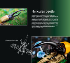 LEGO 21342 instructions page 8 – build guide